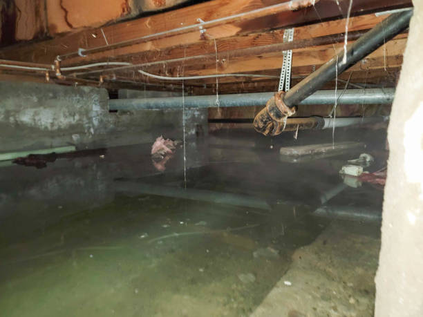 Best Local water damage restoration  in Ravensworth, VA